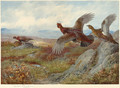 Grouse Over the Moor - Archibald Thorburn