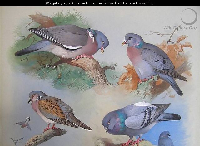 A Wood Pigeon, A Stock Dove, A Turtle Dove, A Rock Pigeon - Archibald Thorburn