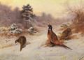 Winter's Sunset - Archibald Thorburn