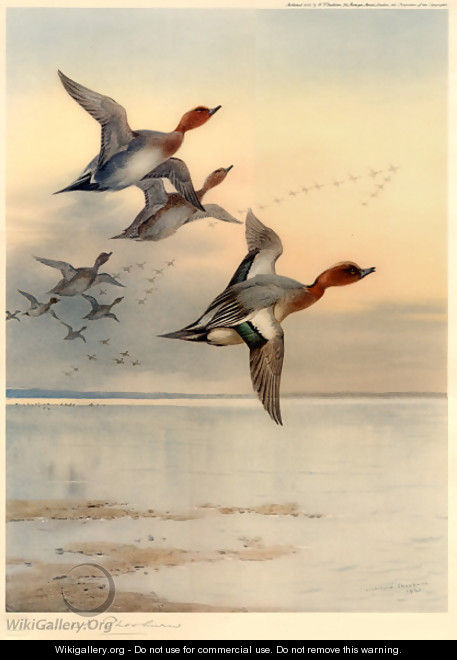 Wigeon Over the Estuary - Archibald Thorburn