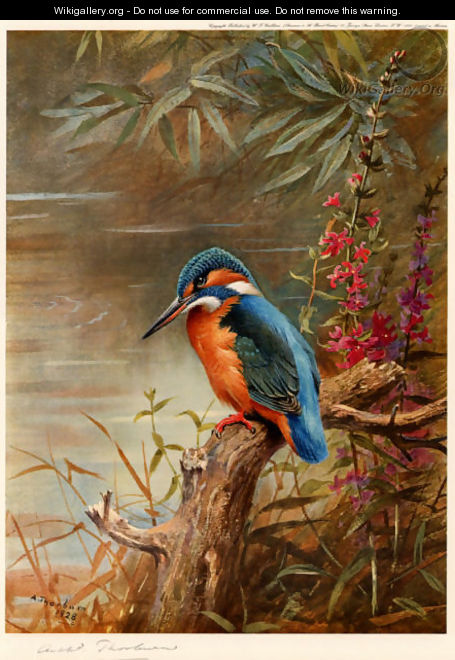 Summer Kingfisher - Archibald Thorburn
