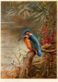 Summer Kingfisher - Archibald Thorburn