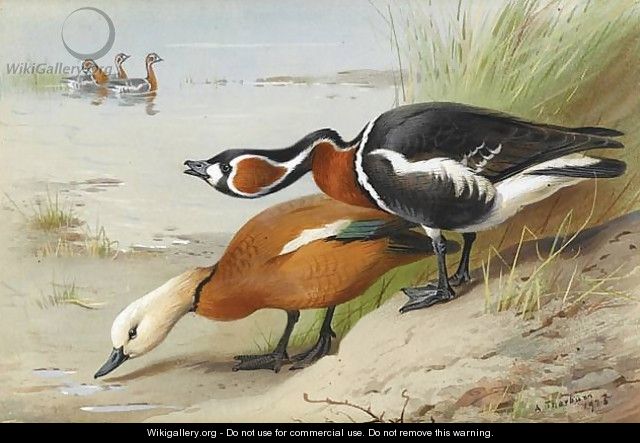 Ruddy Shelduck and Red-Breasted Goose - Archibald Thorburn