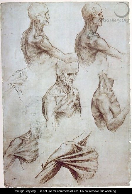 Muscles of the neck and shoulders 1515 - Leonardo Da Vinci