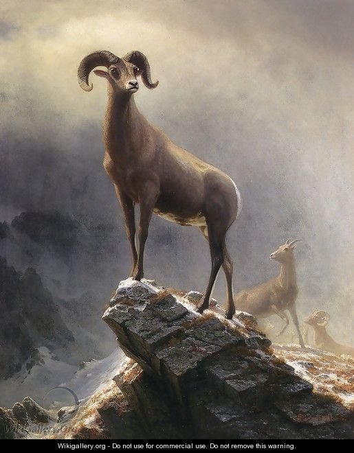 Rocky Mountain Sheep 1 - Albert Bierstadt