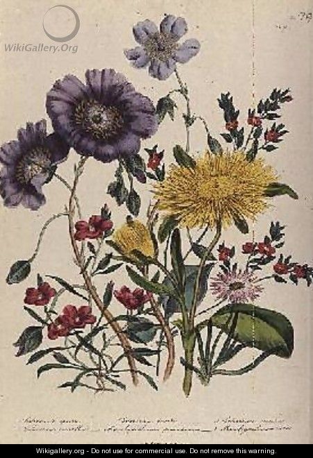 Calandrinia plate 18 from The Ladies Flower Garden - Jane Loudon