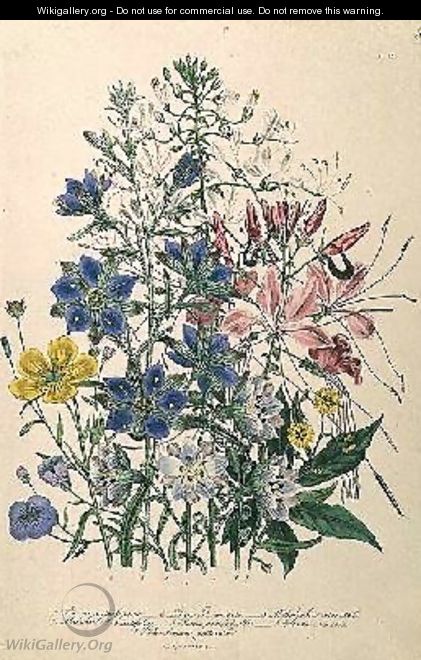 Cornflower plate 15 from The Ladies Flower Garden - Jane Loudon