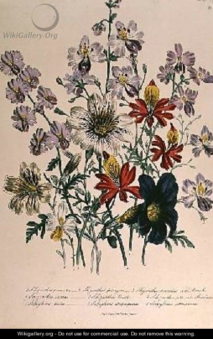 Cranes Bill plate 42 from The Ladies Flower Garden - Jane Loudon