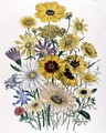 Daisies plate 31 from The Ladies Flower Garden - Jane Loudon