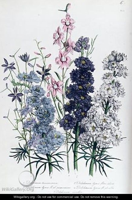 Delphiniums plate 3 from The Ladies Flower Garden - Jane Loudon