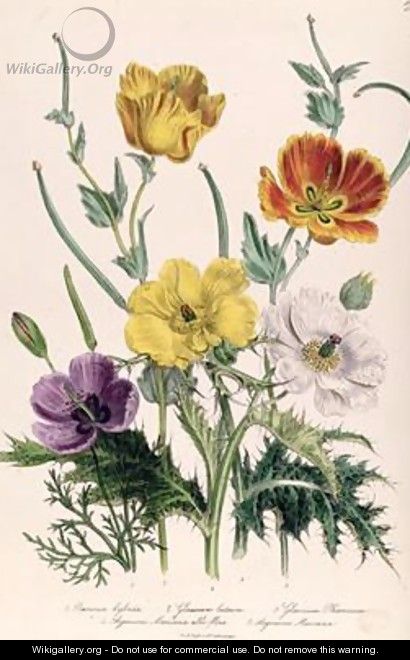 Poppies and Anemones plate 5 from The Ladies Flower Garden - Jane Loudon