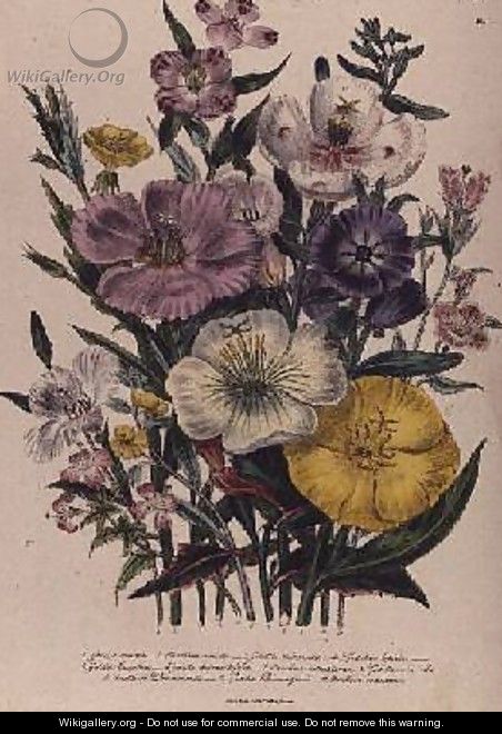 Godetia and Anothera plate 8 from The Ladies Flower Garden - Jane Loudon
