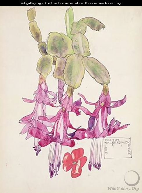 Cactus Flower - Charles Rennie Mackintosh