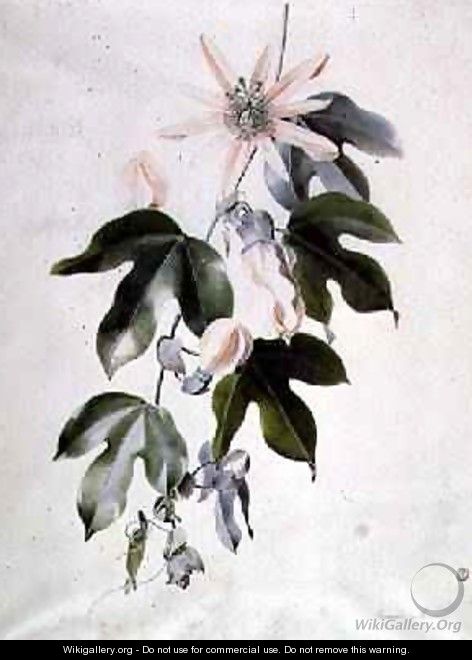Clematis - Marie-Anne
