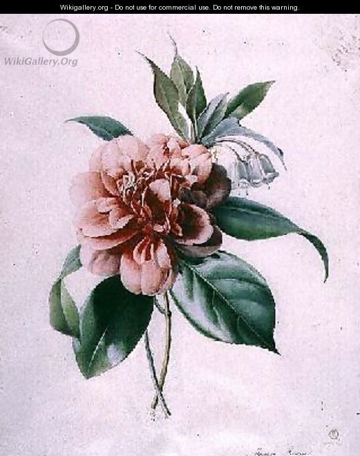 Camellia - Marie-Anne