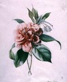 Camellia - Marie-Anne