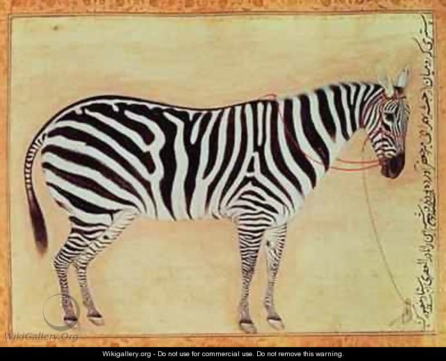 Zebra from the Minto Album Mughal 1621 - (Ustad Mansur) Mansur