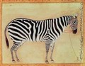 Zebra from the Minto Album Mughal 1621 - (Ustad Mansur) Mansur