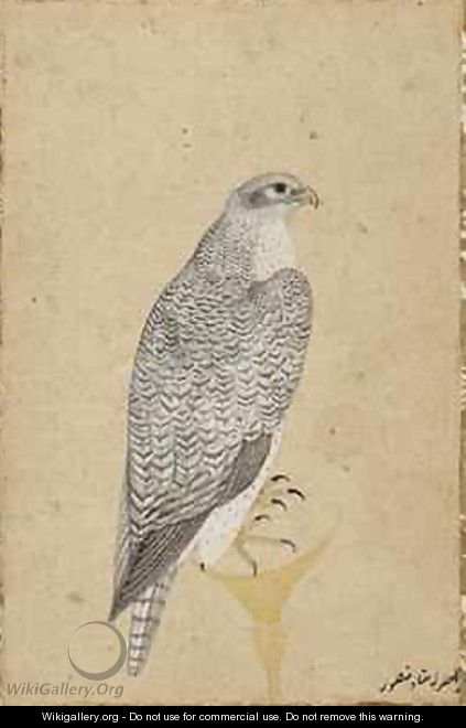 Portrait of a Falcon from Northern India 1619 - (Ustad Mansur) Mansur