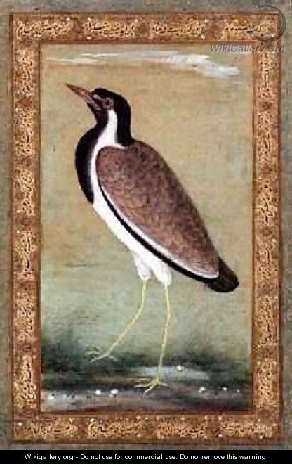 Indian lapwing 1800 - (Ustad Mansur) Mansur