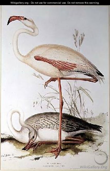 Flamingo - Edward Lear