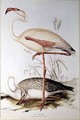 Flamingo - Edward Lear