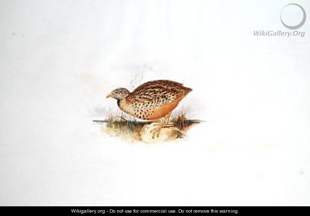 Grouse-like bird - Edward Lear