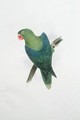 Green Parrot - Edward Lear