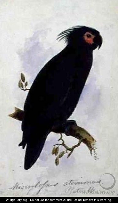 Parrot Plate 16 - Edward Lear