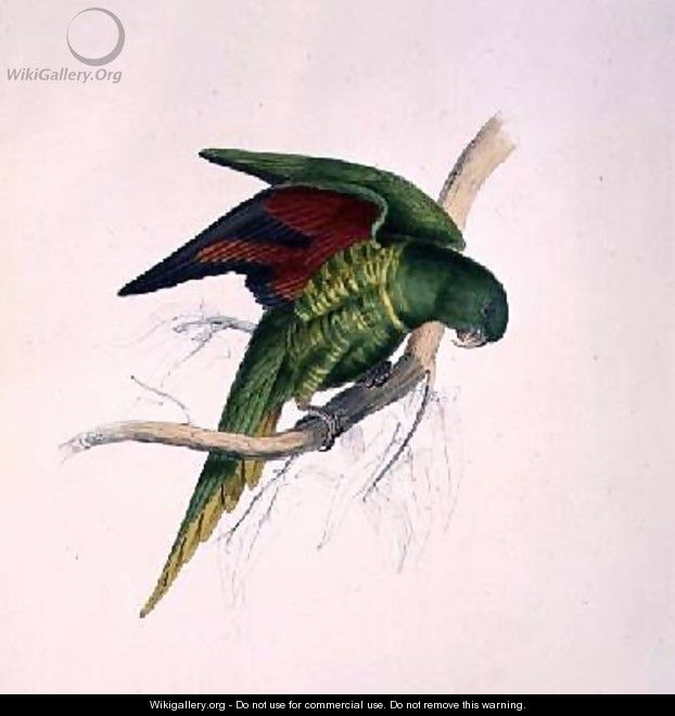 Matons Parakeet - Edward Lear
