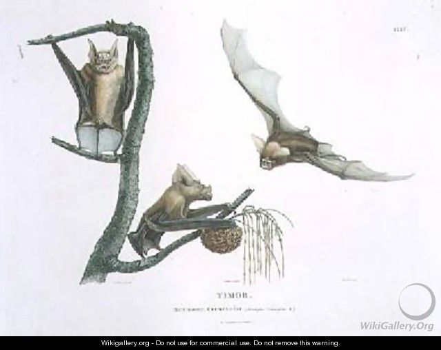 Rhinolophus Crumeniferus a Horseshoe Bat - (after) Lesueur, Charles Alexandre
