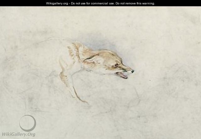 Study of a crouching Fox facing right verso faint sketch of foxs head and tail - John Frederick Lewis
