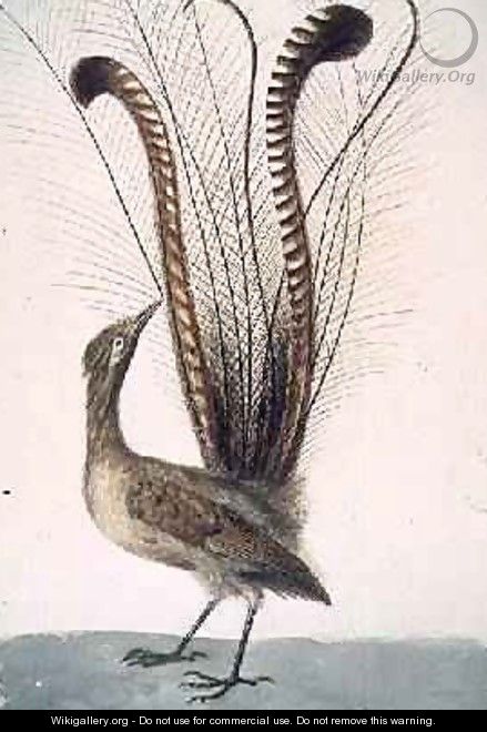 Lyrebird of Australia - John William Lewin