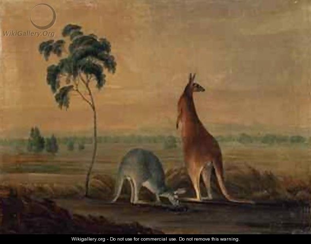 Kangaroos in a landscape - John William Lewin