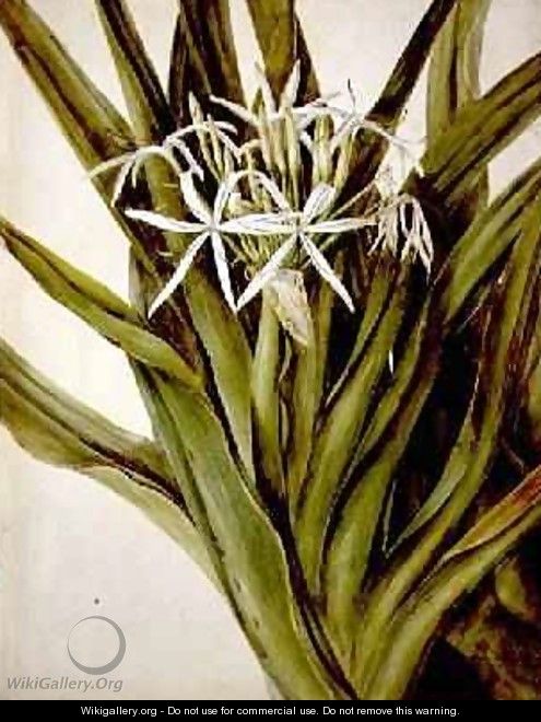 The Murray Lily cirinum pedunculatum - John William Lewin