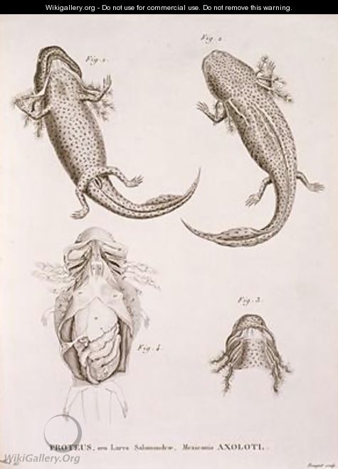 Proteus Salamander Mexican Axolotl - (after) Leurillard