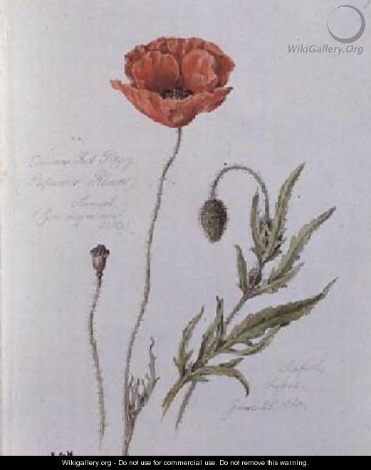 Common Red Poppy - William James Linton