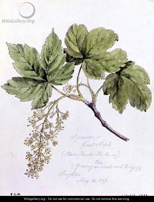 Sycamore or Great Maple 2 - William James Linton
