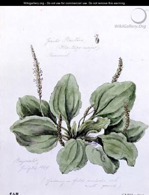 Greater Plantain - William James Linton