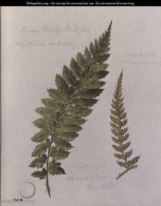 Common Prickly Shield fern - William James Linton