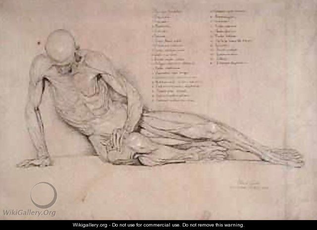An Ecorche Study of the Dying Gaul 1840 - William Linnell