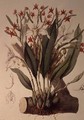 Orchid Diothonca imbricata and Maxillaria eburnea from SertumOrchidaceum 1838 - John Lindley
