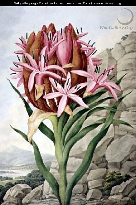 Spear Lily Doryanthes excellsa 1823 - John Lindley