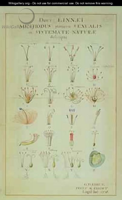 Illustration of the Linnean Plant Sexual System - Carl Linnaeus