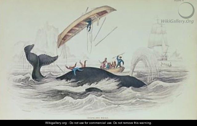 Greenland Whale - William Home Lizars