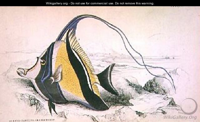 Plate 9 Horned Zanchus or Chaetodon - William Home Lizars