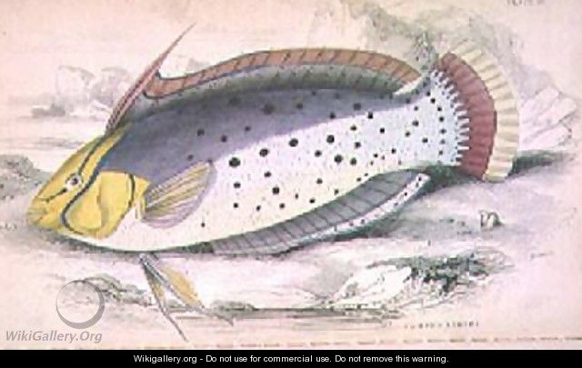 Plate 25 Painted Labrus - William Home Lizars