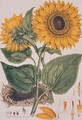 Helianthus annus Sunflower illustration for an English translation of a botanical treatise by Carolus Linnaeus 1707-78 1777 from the Plate Collection of the Botany Library - John Miller