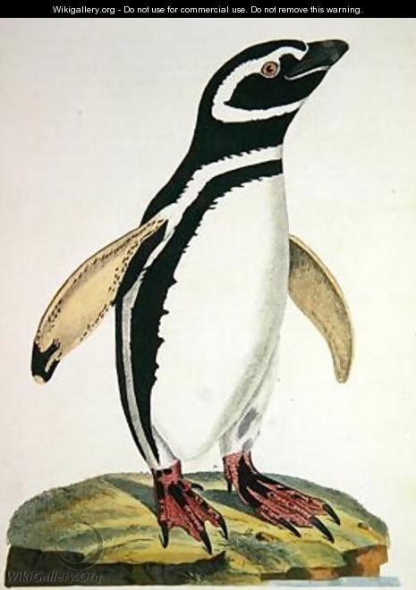 Illustration of a penguin from Cimelia Physica Figures of rare and curious quadrupeds birds - John Frederick Miller