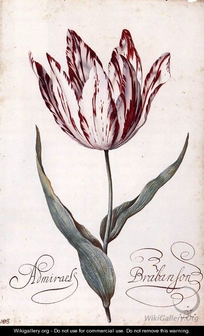 Tulip - Balthasar Van Der Ast